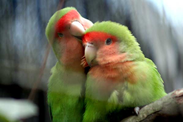love birds kissing wallpaper. Love Birds Romantic Wallpapers